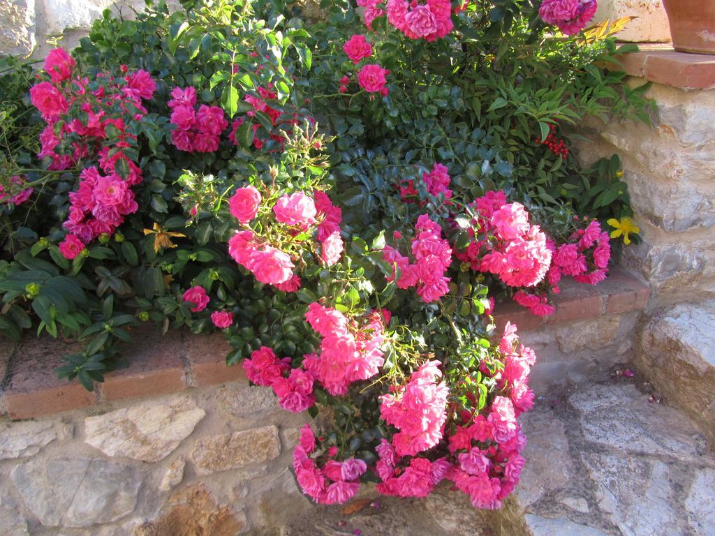 Agriturismo Borghetto Il Montino Rapolano Terme Zewnętrze zdjęcie